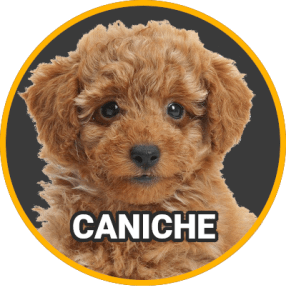 Caniche Apricot Toy