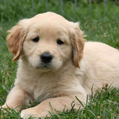 Comprar Golden Retriever