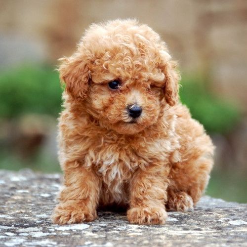 Criador-Caniche-de-Madrid