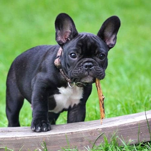 Criadores-Bulldog-Frances-Madrid