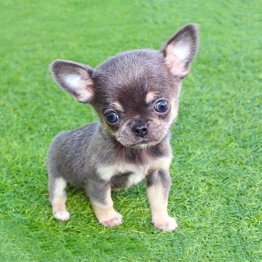 Criadores-Chihuahua-en-Madrid