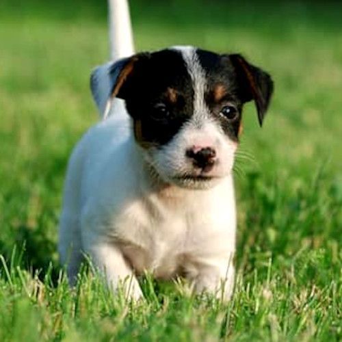 Criadores-Jack-Russell-de-Madrid