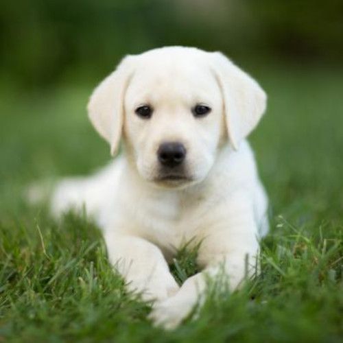 Criadores-Labrador-Retriever-en-madrid-2