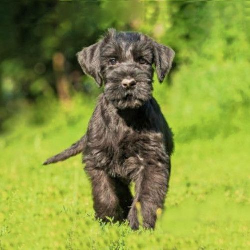 Criadores-Schnaucer-de-Madrid
