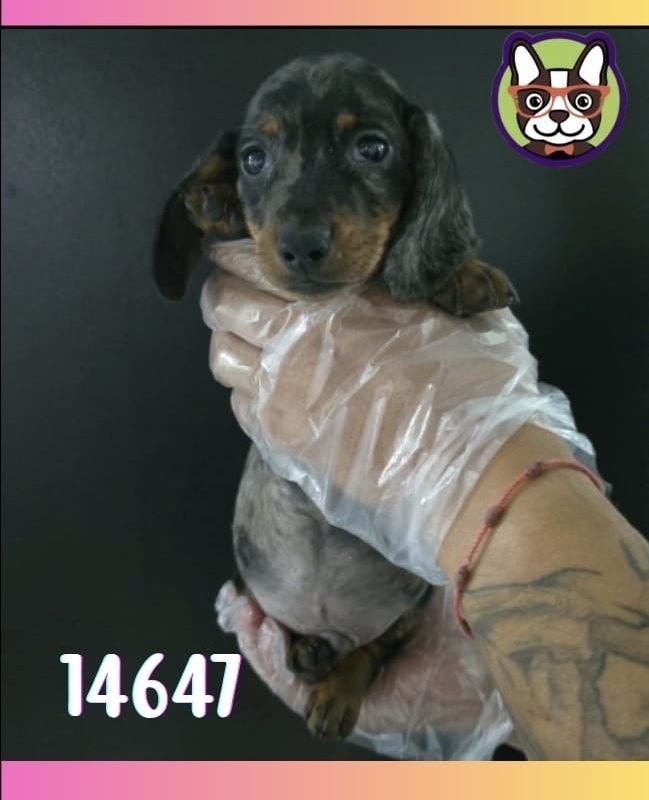 Teckel Arlequin Macho