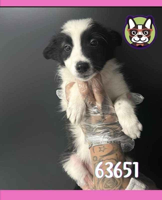 Border Collie hembra