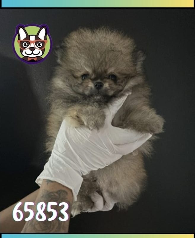 Pomerania Sable Macho