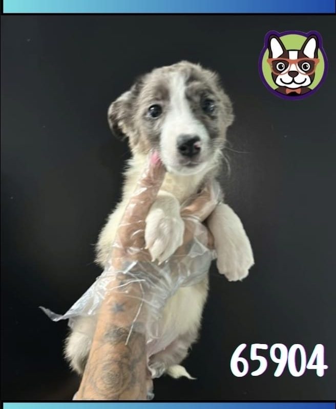 Border Collie Merle Macho