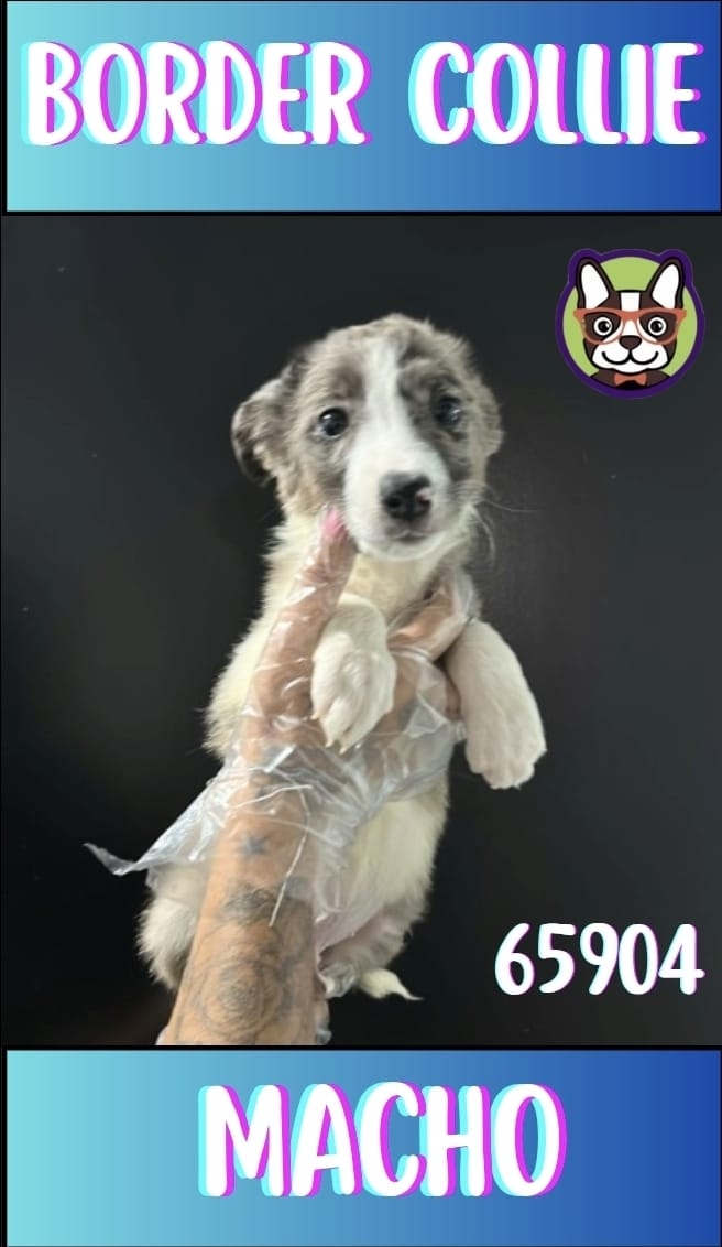 Border Collie Merle Macho