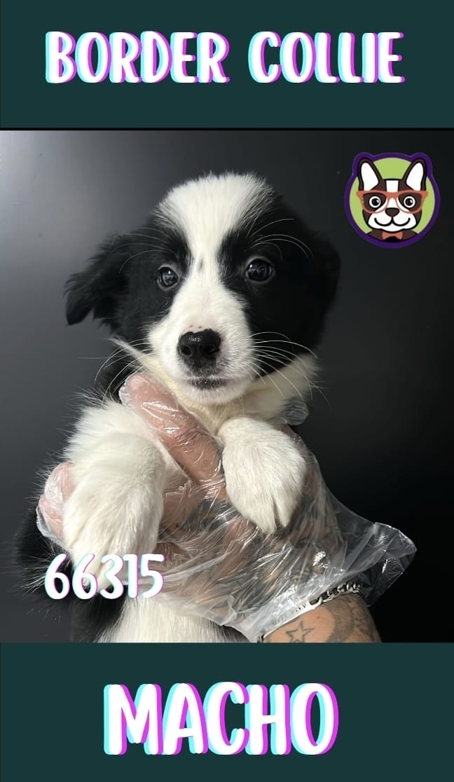 Border Collie Macho