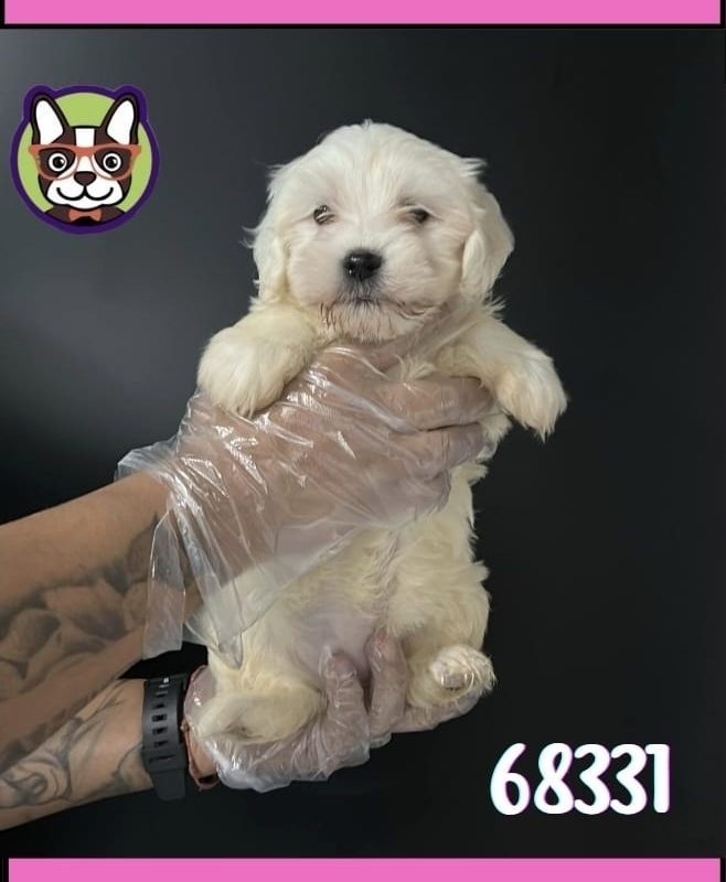 Bichon Maltes Hembra