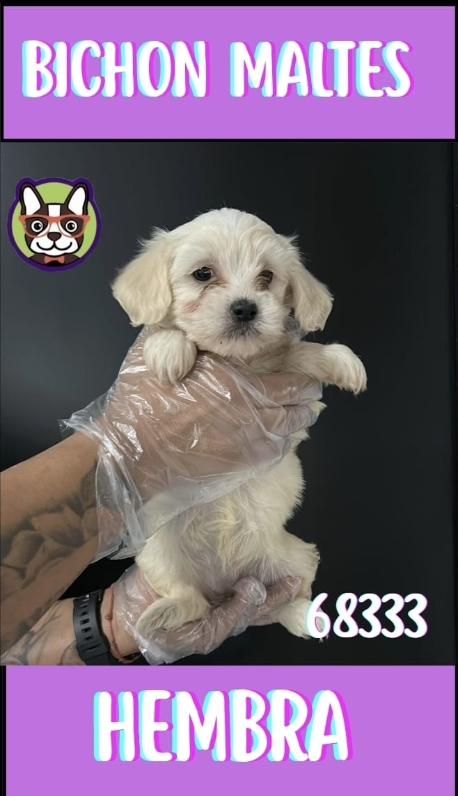 Bichon Maltes Hembra