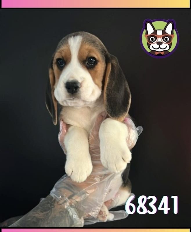 Beagle Hembra