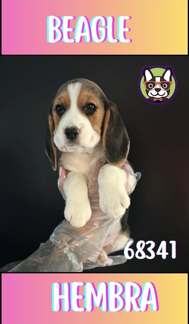 Beagle Hembra