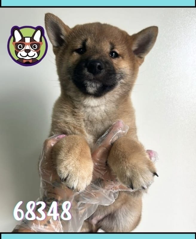 Shiba Inu Macho Sesamo