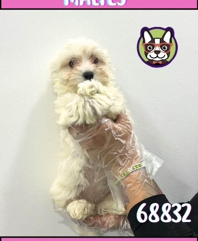 Bichon Maltes Hembra