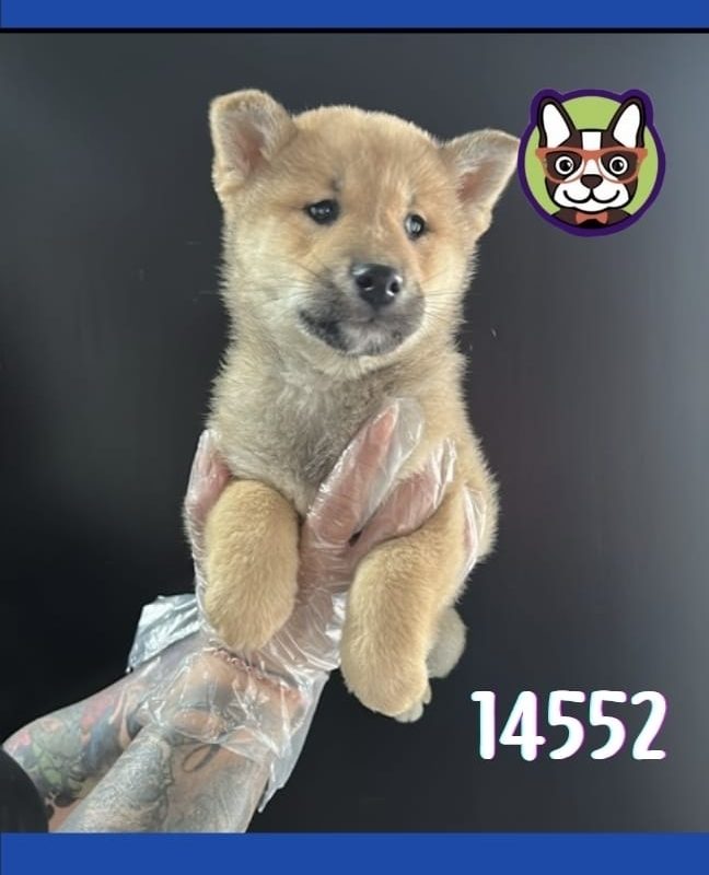 Shiba Inu Macho