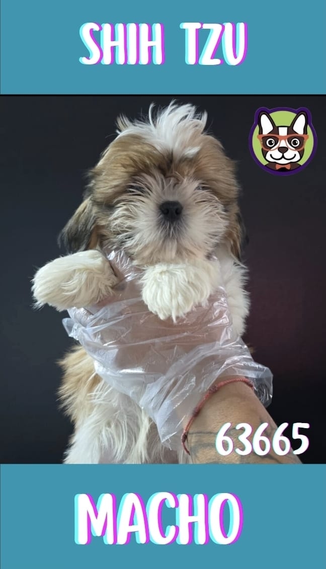 Shih Tzu