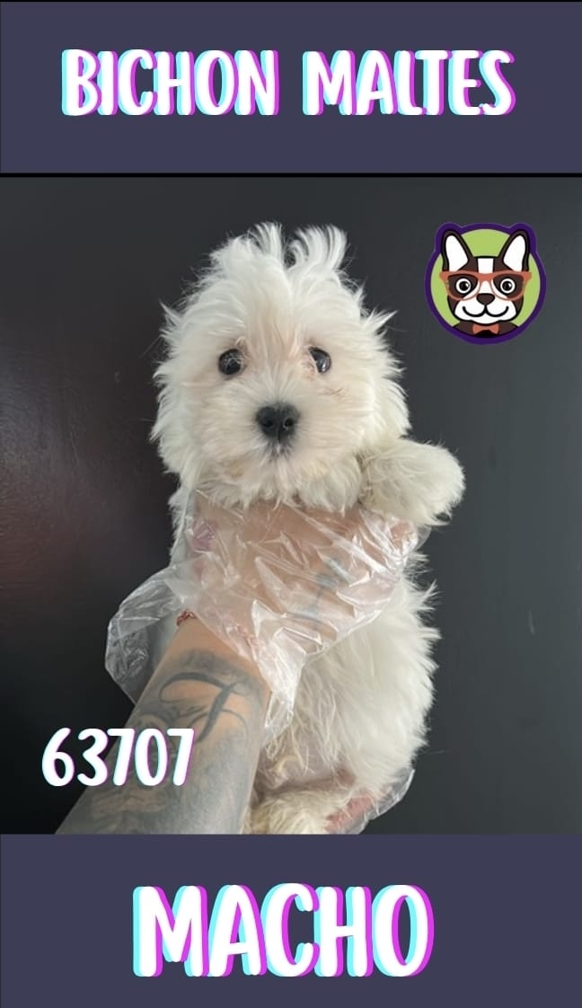 Bichon Maltes