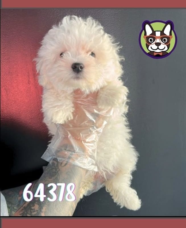 Bichon Maltes Coreano