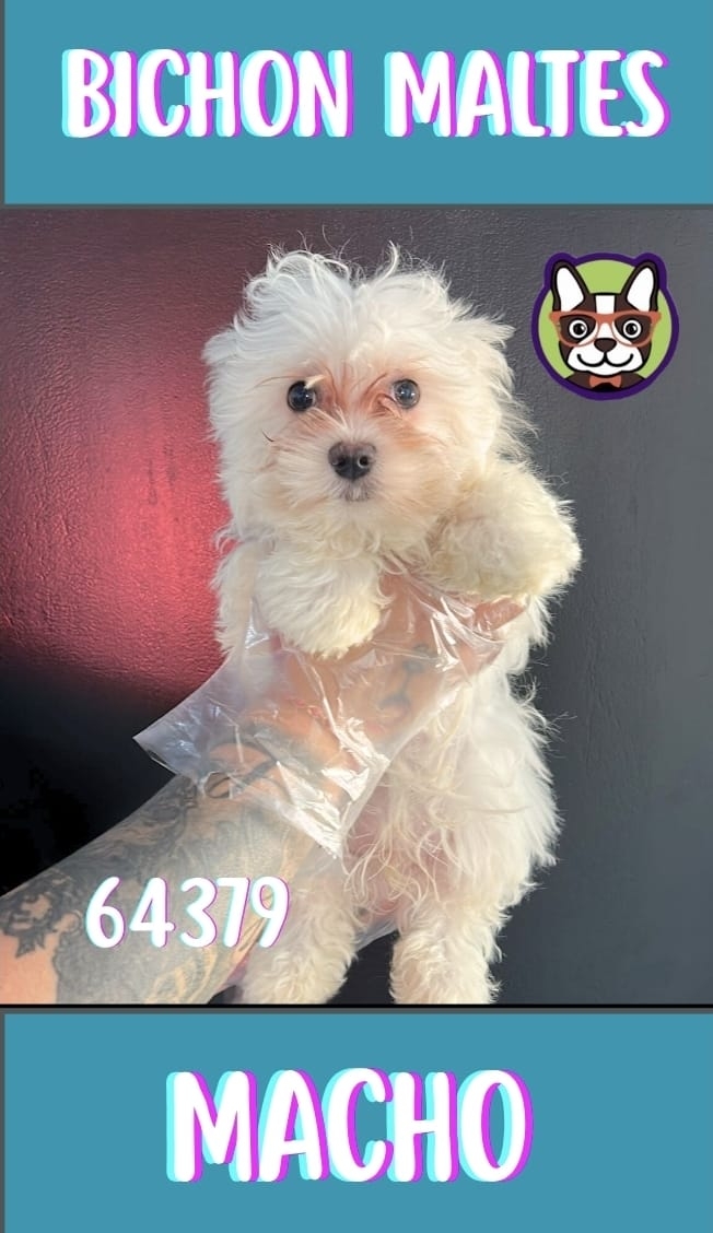 Bichon Maltes Coreano