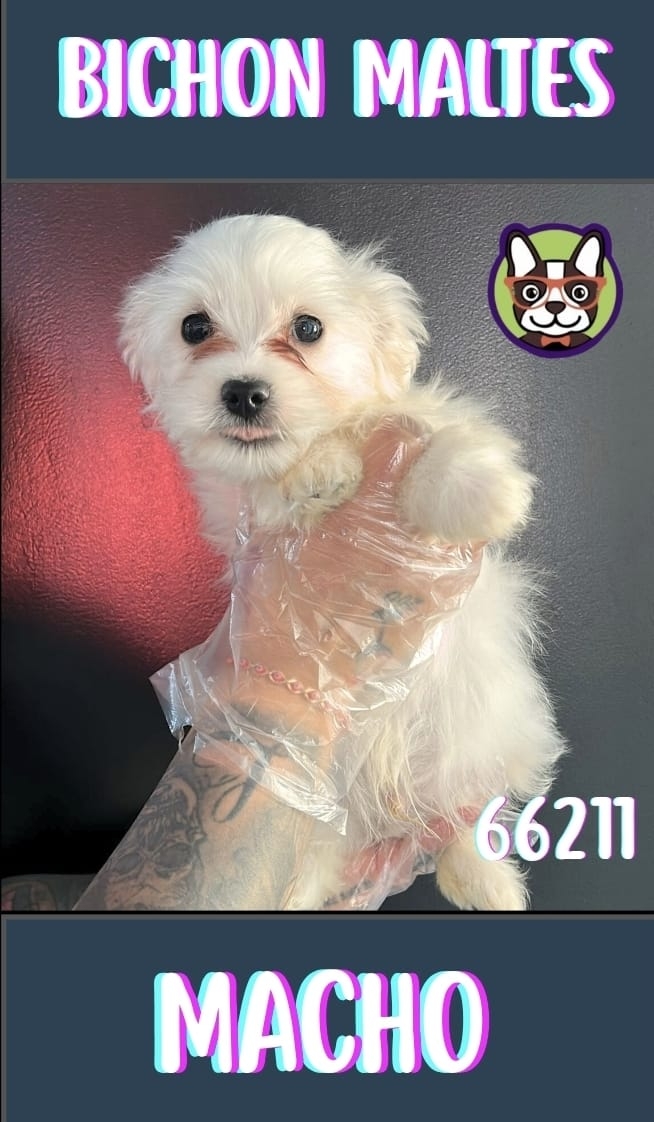 Bichon Maltes Coreano