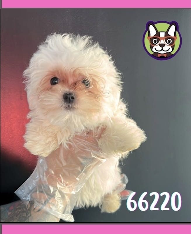 Bichon Maltes Coreano