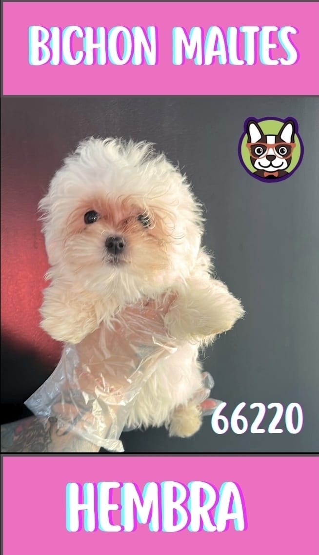 Bichon Maltes Coreano