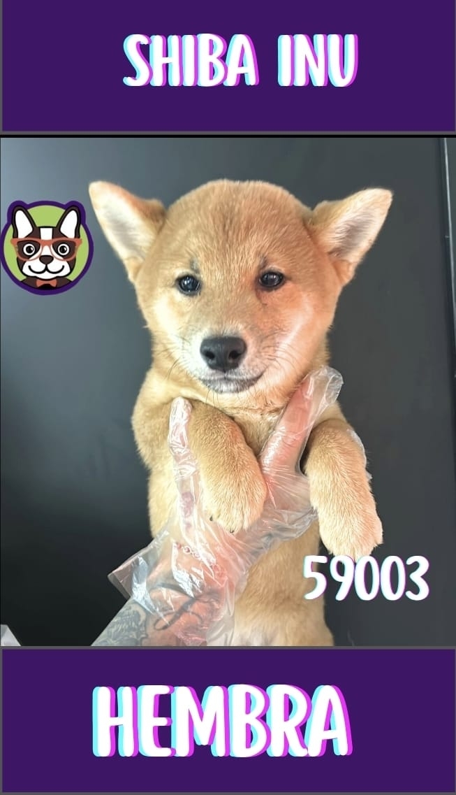 Shiba Inu