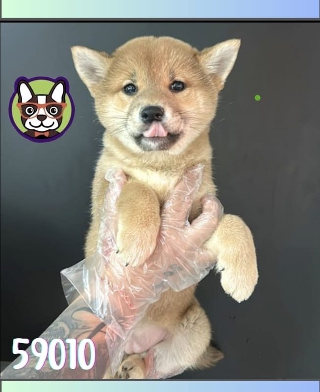 Shiba Inu