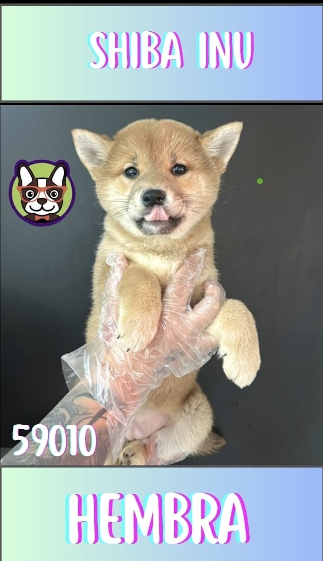 Shiba Inu