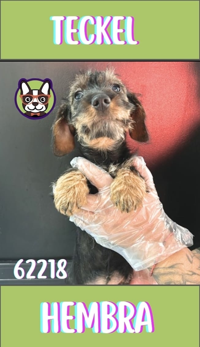 teckel