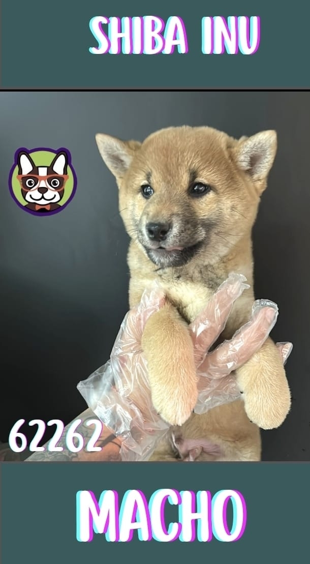 Shiba Inu