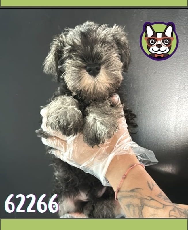 schnauzer