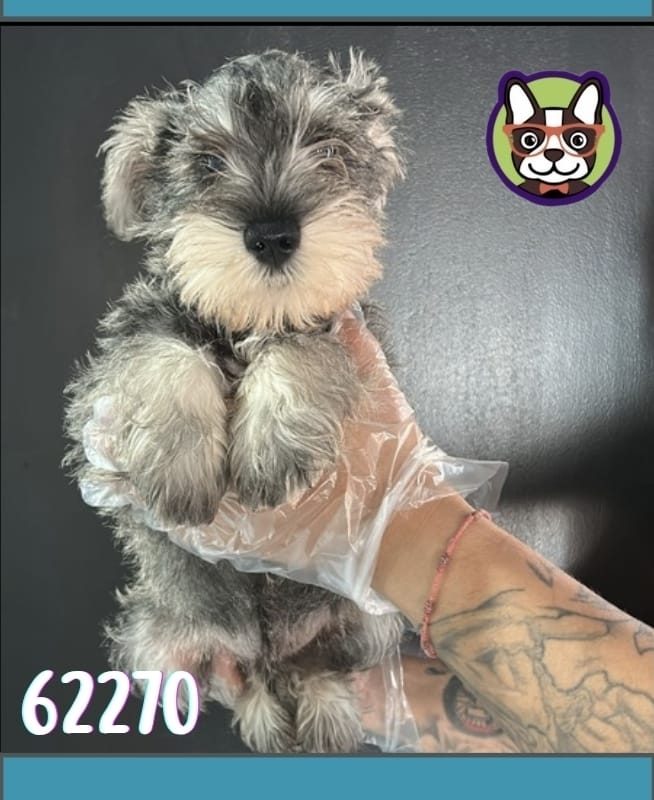 schnauzer