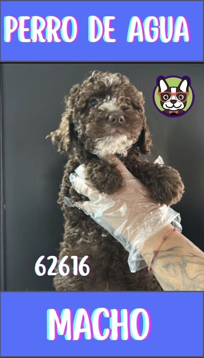 perro de agua