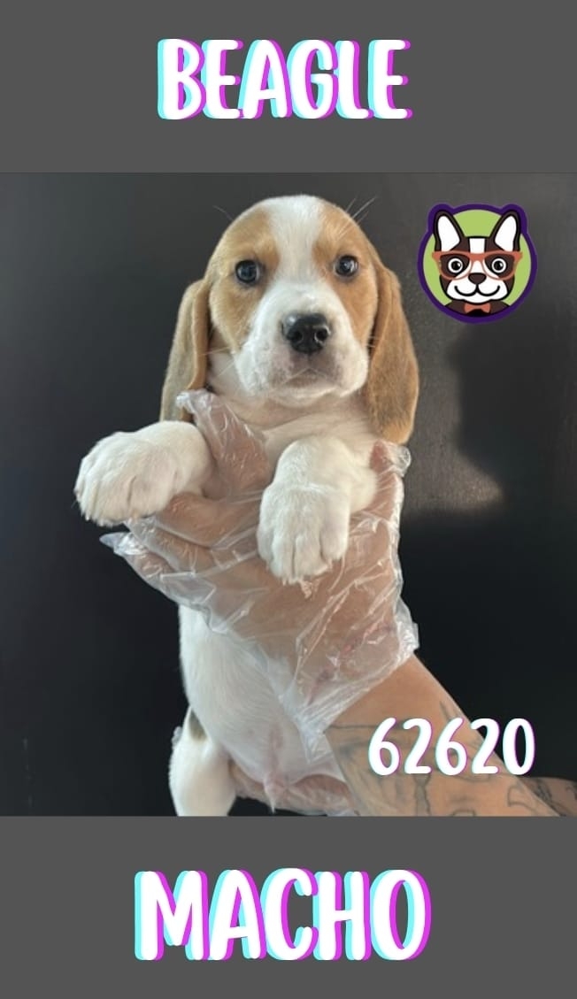 Beagle