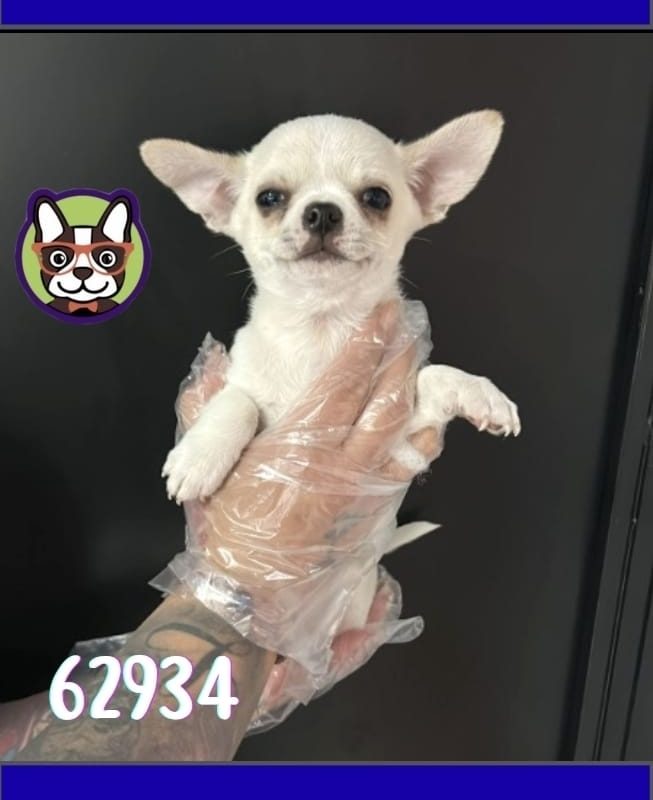 Chihuahua