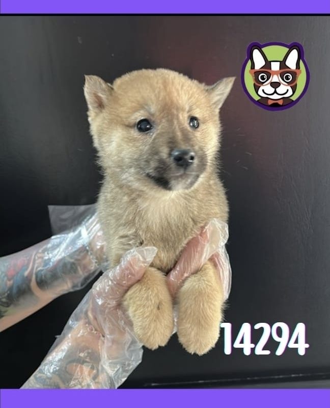 Shiba Inu