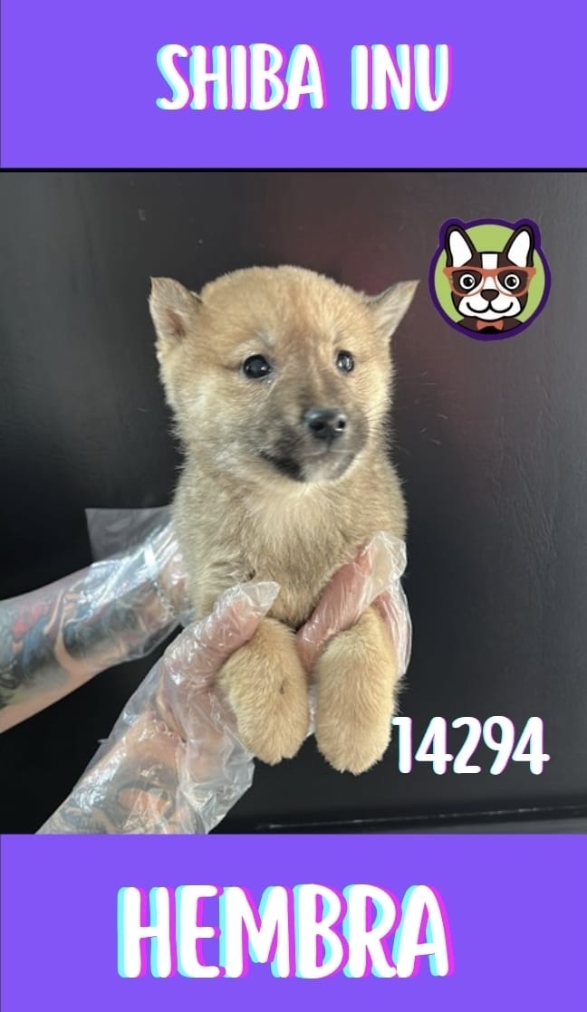 Shiba Inu