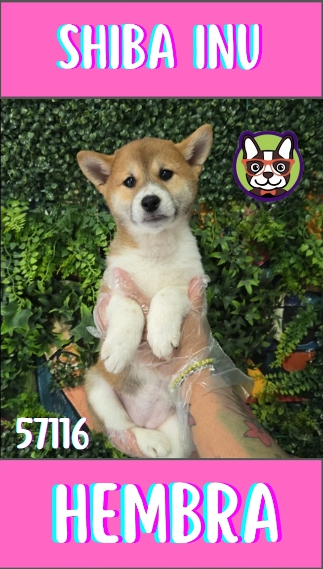 Shiba Inu