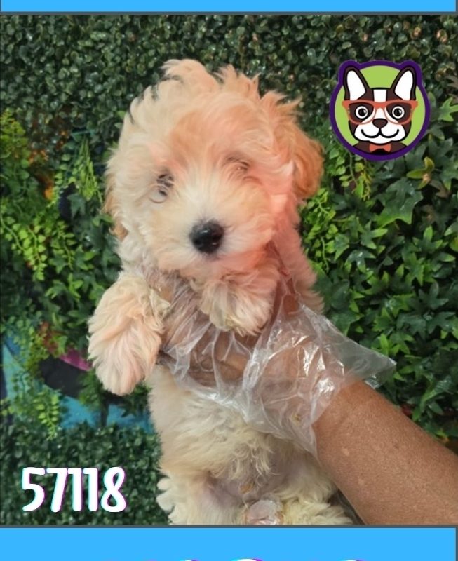 Malltipoo