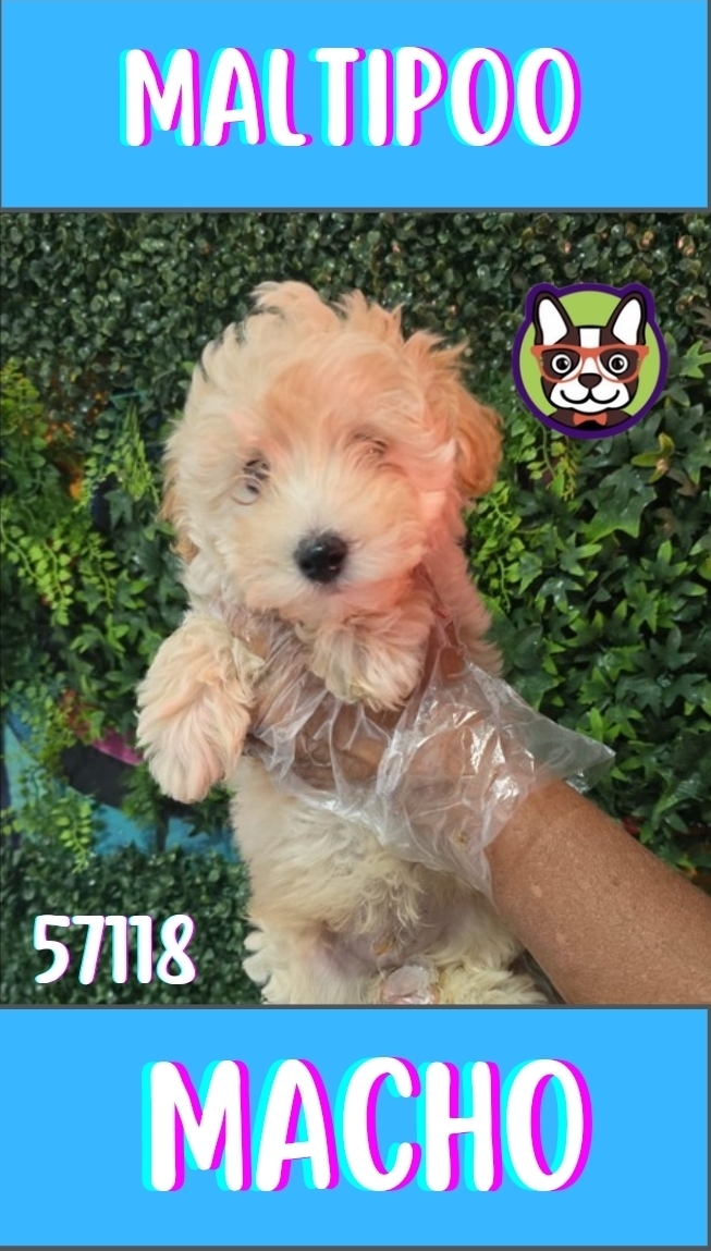 Malltipoo