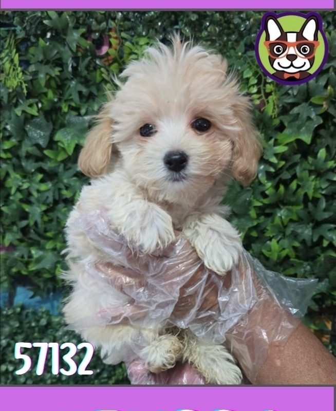 Malltipoo