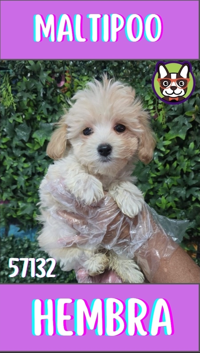 Malltipoo