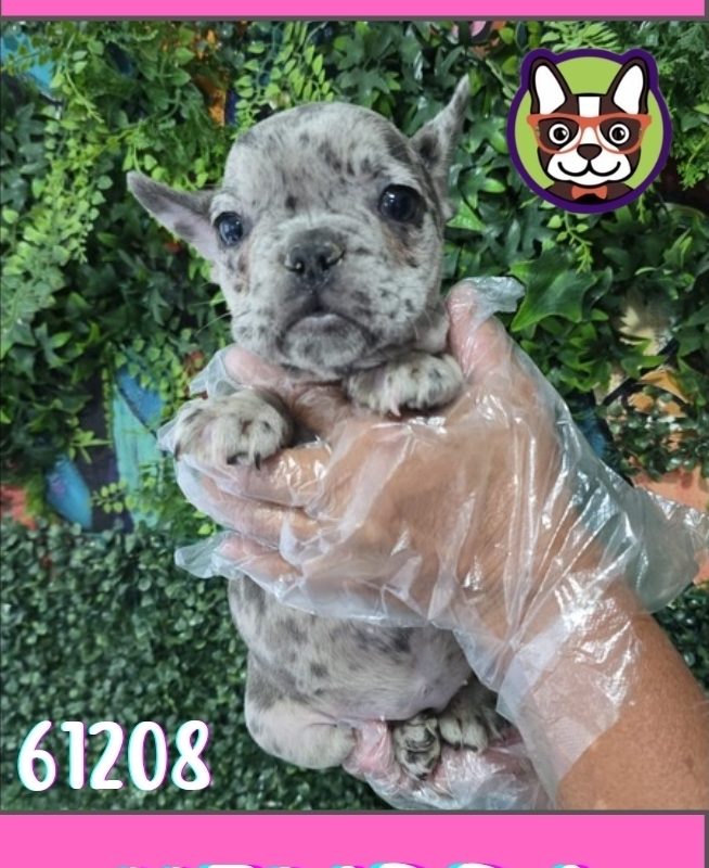 BULLDOG