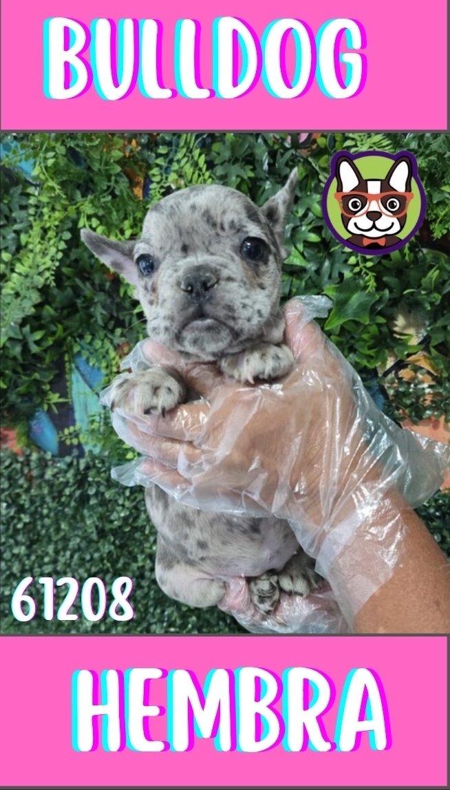 BULLDOG